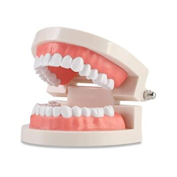 Teeth Model